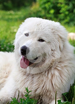 Maremma or Abruzzese patrol dog resting under a bush in the garden