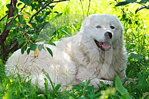Maremma or Abruzzese patrol dog resting under a bush on the grass