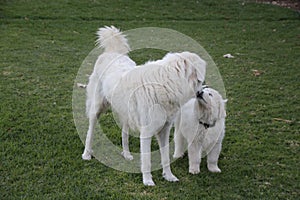 Maremma  Dogs