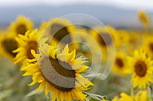 Maremma, fields of sunflowers.