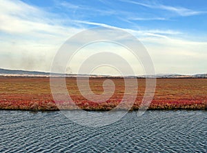 Maremma, marshy environments, streams of brackish ponds