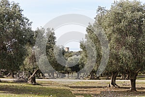 Maremma regional park insight landscapes