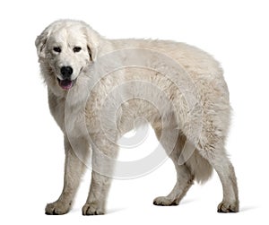 Maremma Sheepdog, 1 Year Old