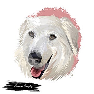 Maremma sheepdog ÃÂane livestock guardian dog indigenous to central Italy digital art illustration. Friendly smiling dog photo