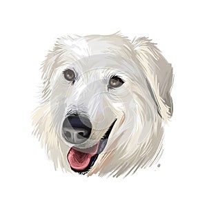 Maremma sheepdog ane livestock guardian dog indigenous to central Italy digital art illustration. Friendly smiling dog breed photo