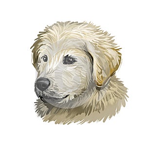 Maremma sheepdog guardian of livestock dog digital art