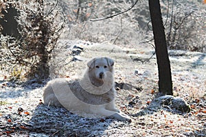 The maremma sheepdog is guarding