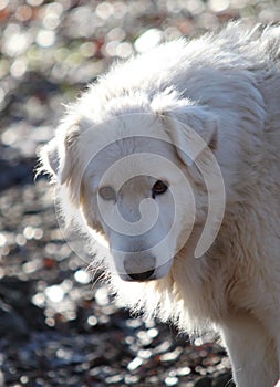 The maremma sheepdog photo