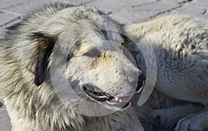 Maremma sheepdog, Pastore maremmano abruzzese photo