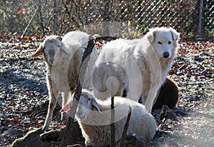 The maremma sheepdog with sheeps