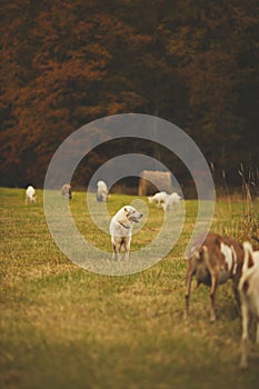 A maremma sheepdog on a small farm in the country