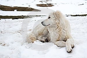 Maremma Sheepdog in the snow