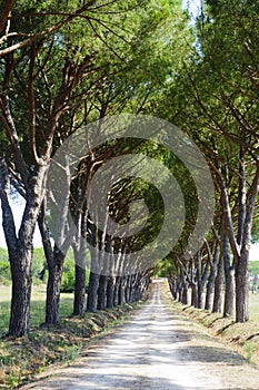 Maremma (Tuscany), road and pines