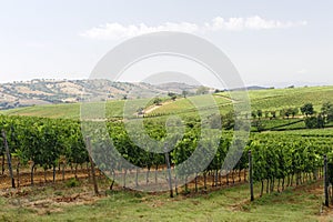 Maremma (Tuscany), vineyard