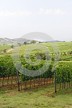Maremma (Tuscany), vineyard