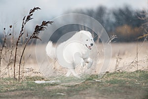 Maremma white dog runs in snow in a forest