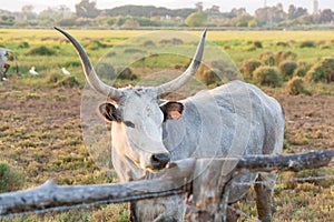 Maremmana cows in Maremma, southern Tuscany, Italy