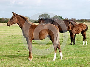 Mares and Foals