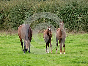 Mares and Foals