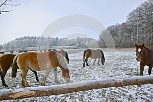 Mares and foals on frozen field