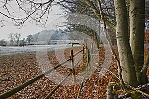 Mares and foals on frozen field