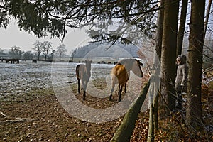 Mares and foals on frozen field