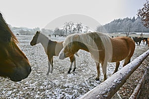 Mares and foals on frozen field