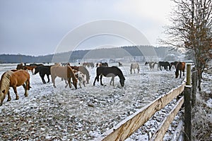 Mares and foals on frozen field