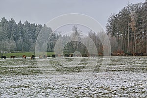 Mares and foals on frozen field