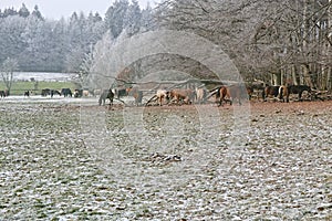 Mares and foals on frozen field