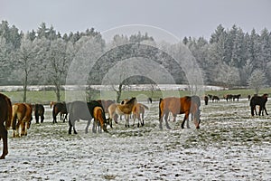 Mares and foals on frozen field