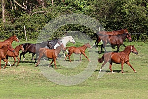 Mares and foals galloping on the meadow summertime