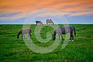 Mares and foals grazing on fresh green grass at sunset