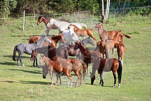 Mares and foals grazing green grass on the meadow summertime