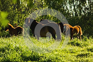 Mares and foals grazing