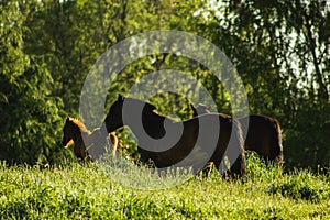 Mares and foals grazing