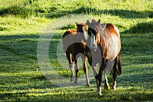Mares and foals grazing
