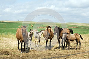 Mares and Foals in Pasture photo