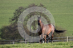 Mares with foals in spring pasture