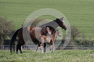 Mares with foals in spring pasture