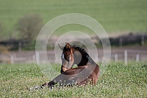 Mares with foals in spring pasture