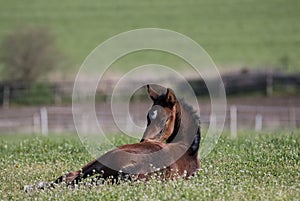 Mares with foals in spring pasture