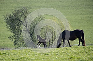 Mares with foals in spring pasture