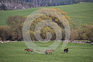 Mares with foals in spring pasture