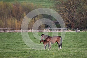 Mares with foals in spring pasture