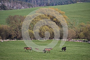 Mares with foals in spring pasture