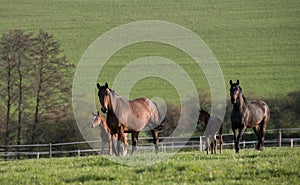 Mares with foals in spring pasture