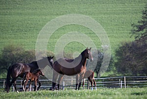 Mares with foals in spring pasture