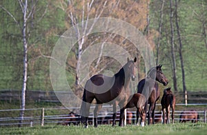 Mares with foals in spring pasture