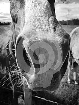 Mares nose